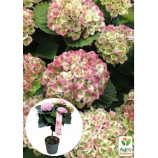 LMTD Гортензия на штамбе цветущая 4-х летняя Magical Revolution Pink (50-60см)