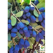Жимолость 3х-летняя канадская Indigo Gem (ранняя, высокоурожайная) С2
