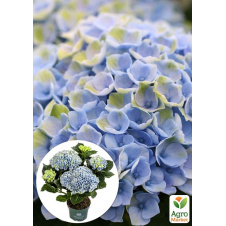 LMTD Гортензия крупнолистная цветущая 2-х летняя Magical Revolution Blue (20-30см)