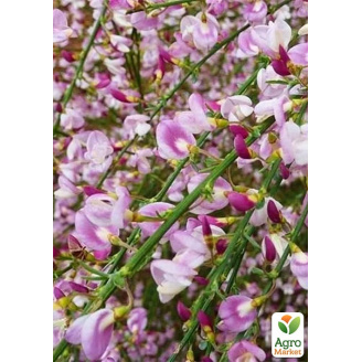 Рокитник 3-х річний Moyclare Pink вазон С4