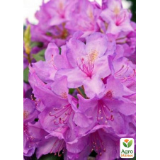 Рододендрон ліловий Кетевбінський Грандіфлорум (Catawbiense Grandiflorum)