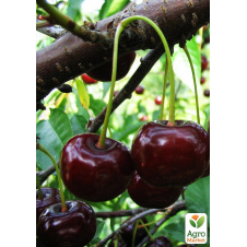 Эксклюзив! Вишня карликовая шаровидная черная Крупноплодная (Large-fruited) (венгерская селекция, премиальный морозостойкий сорт)