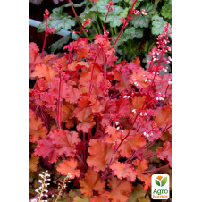 Гейхера (Heuchera) Peach Flambe