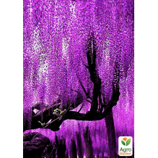 Эксклюзив! Глициния фиолетовая Фиолетовый закат (Purple sunset) (премиальный обильно цветущий сорт)