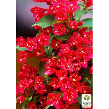 Вейгела Eva Rathke (Weigela x hybrida)