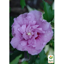 Гібіскус деревоподібний махровий Лавандовий шифон (Lavender Chiffon)