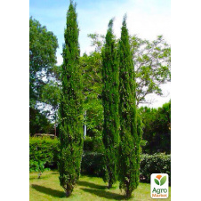 Кіпаріс Італійський (Cupressus Sempervirens) контейнер Р9