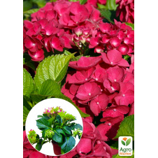 LMTD Гортензия крупнолистная цветущая 2-х летняя Early Rood (20-30см)