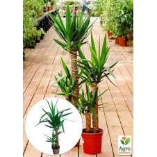 LMTD Юкка на штамбі 2-х ярусна Yucca Treculeana (80-100см)