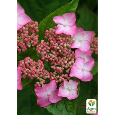 Гортензия пильчатая Amacha (Hydrangea serrata Amacha) вазон Р9