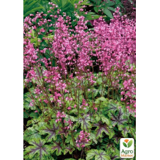 Гейхерелла (Heucherella) Tapestry С1 (висота 15-30см)