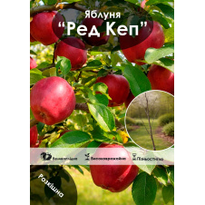 Ексклюзив! Яблуня Ред Кеп (Red Cap) (зимовий сорт, пізній термін дозрівання)