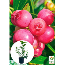 Голубика (черника садовая) 2 года Пинк Лимонад (Pink Iemonade) С1.5 высота 40-50см