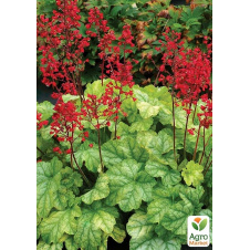 Гейхера (Heuchera) Tokyo С1 (висота 15-30см)