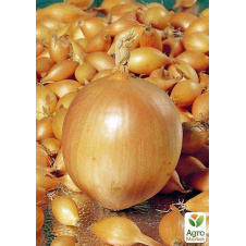 Голландский лук-севок 0.5кг (арбажейка) ранний, желтый Шекспир