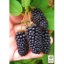 Ожина рання великоплідна Карака Блек (Karaka Black®)