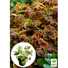 Гейхерелла (Heucherella) Solar Eclipse С1 (висота 15-30см)