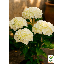 Гортензія крупнолистова біла Bright White