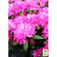 Рододендрон Roseum elegans (рожевий)