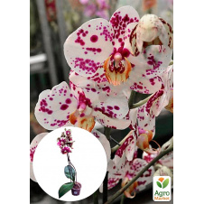 Орхідея (Phalaenopsis) Leo