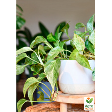 Епіпремнум Marble Queen 20-30см