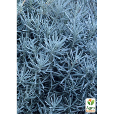 Талл карри (Helichrysum angustifolia Tall Curry)