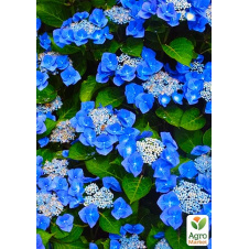 Гортензія Blaumeise