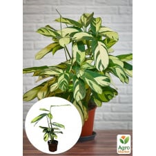 Калатея Pilosa Gold висота 40-50см