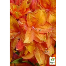 Рододендрон оранжевый листопадныйGolden Eagle