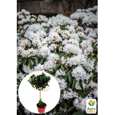 LMTD Рододендрон на штамбі квітучий 3-х річний Snow Crystal (40-60см)