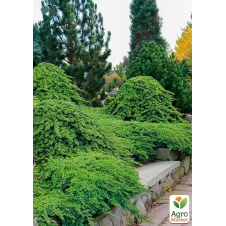 Ялівець стелиться на штамбі «Procumbens Nana» С10, висота 90-110см, діаметр крони 25-35см