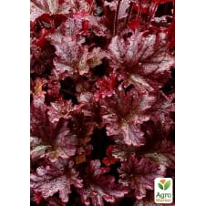 Гейхера (Heuchera) Berry Marmalade С1 (висота 15-30см)
