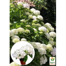 LMTD Гортензия крупнолистная цветущая 2-х летняя Snowball (20-30см)