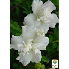 Гібіскус деревоподібний махровий White Chiffon