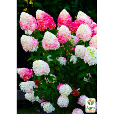 Гортензия метельчатая Raspberry Pink(Hydrangea paniculata Raspberry Pink)