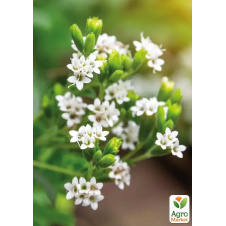 Стевія Sweet leaf (цукрозамінник, лікарська рослина), С2