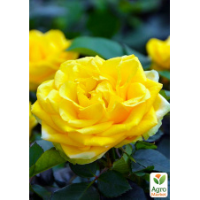 Роза шрабовая Persian Yellow