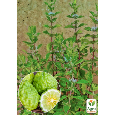 Мята Бергамотная Mentha suaveolens x Piperita