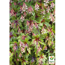 Тіарела (Tiarella) Sugar and Spice С1 (висота 15-30см)