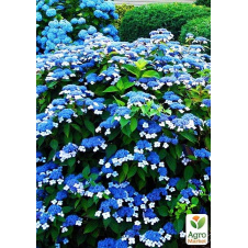 Гортензия пильчатая Bluebird