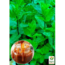 Мята Карамельная Mentha Caramel