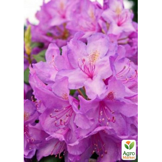Рододендрон ліловий Кетевбінський Грандіфлорум (Catawbiense Grandiflorum)