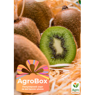 Ексклюзив! AGROBOX із саджанцем ківі самозапилювального сорту