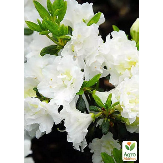 Азалия Японская Мери Хелен(Azalea japonica Mery Helen)