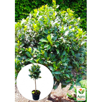 LMTD Лавр вічнозелений на штамбі 4-х річний Laurus nobilis (65-75см)