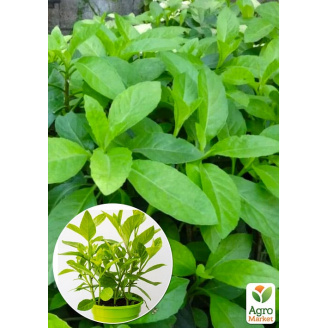 Джинура Procumbens (шпинат довголіття)