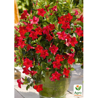 Дипладенія (Mandevilla) Rio Deep Red (квітуча ліана)