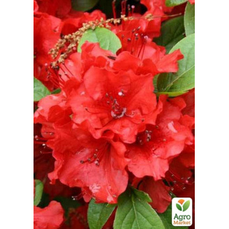 Азалия Японская Geisha Red