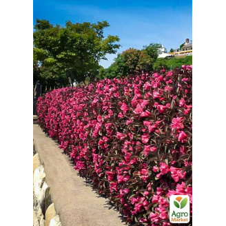 Вейгела Alexandra (Weigela Florida)