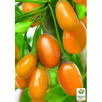 Годжі жовтий AMBER SWEET GOJI